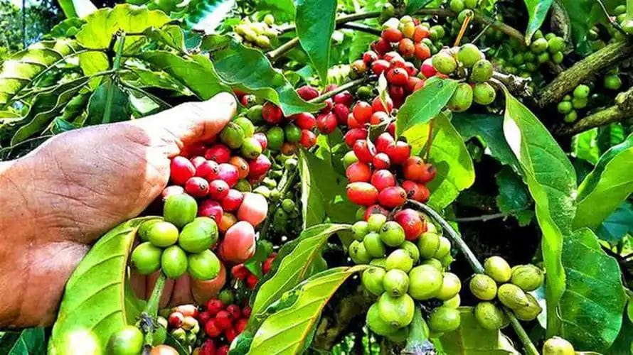 വിളവെടുപ്പിന് മുന്നേ അപ്രതീക്ഷിത മഴ; കാപ്പി കർഷകർ കടുത്ത ആശങ്കയിൽ