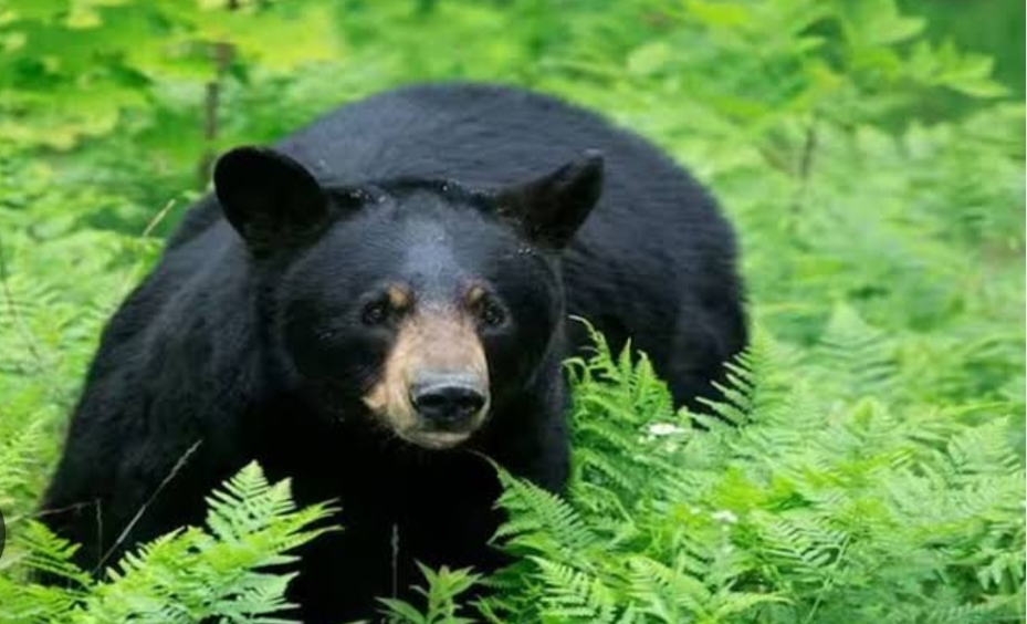 കരടിയെ മയക്കുവെടിവെച്ച് പിടികൂടാൻ ഉത്തരവ്