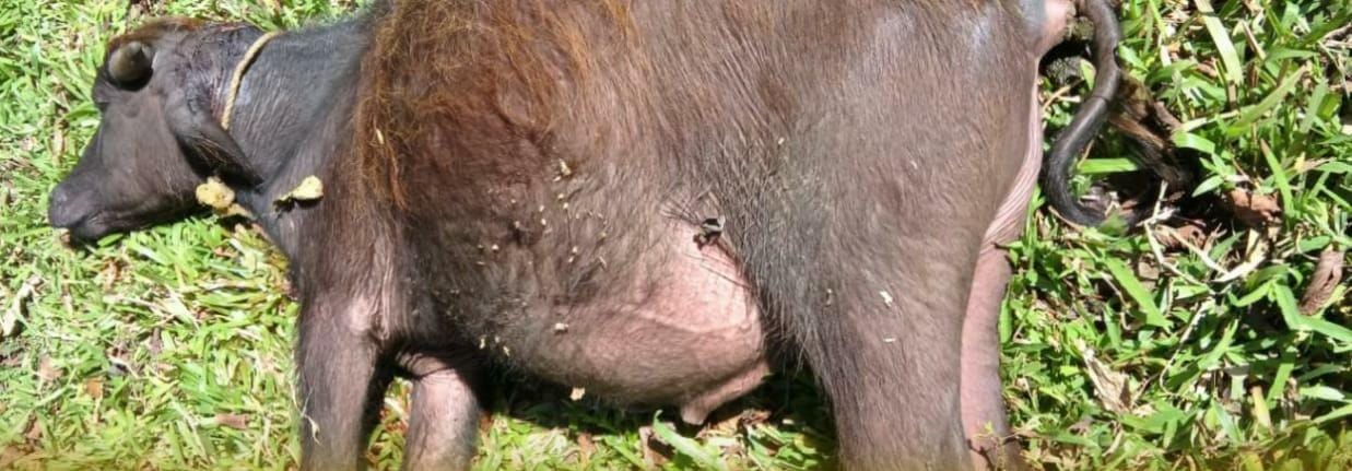 കടുവയുടെ ആക്രമണത്തിൽ പോത്ത് ചത്തു