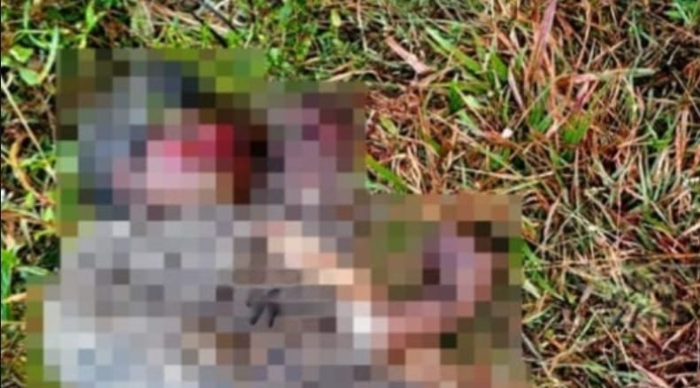 വനത്തിനുള്ളിൽ വയോധികയുടെ മൃതദേഹം കണ്ടെത്തി; കാട്ടാന ആക്രമിച്ചതെന്ന് സംശയം