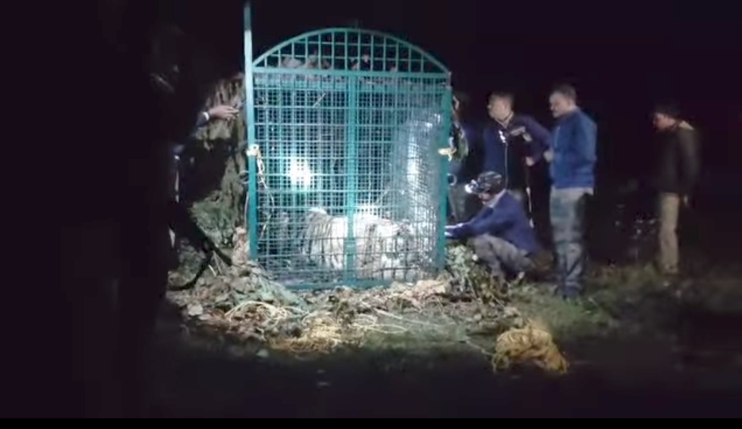 നരഭോജി കടുവ കൂട്ടിലായി