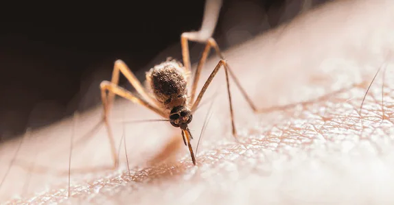 കൊതുകിനെ ‘സോപ്പിട്ട്’ ഓടിക്കാം! കൊതുകിനെ തുരത്താൻ ഡിറ്റർജന്റ് വികസിപ്പിച്ച് ഐഐടി ഡൽഹി