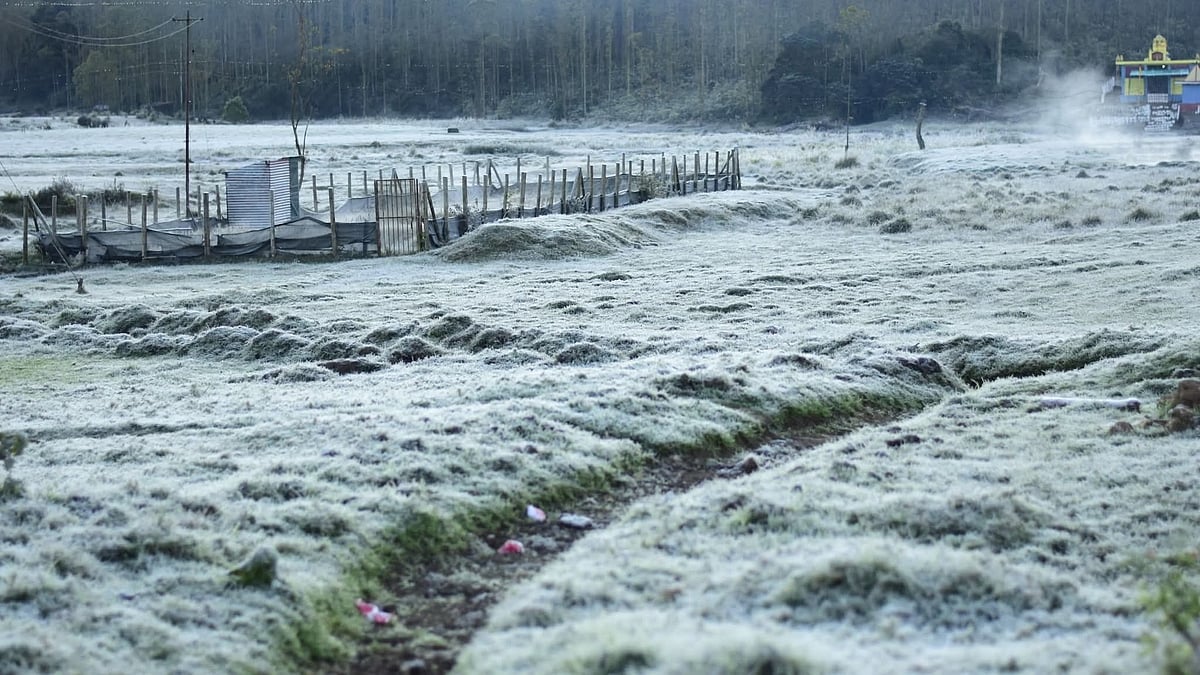 മൂന്നാറില് വീണ്ടും മൈനസ് താപനില, തണുത്തുറഞ്ഞ് ഹിൽസ്റ്റേഷൻ, സഞ്ചാരികളുടെ ഒഴുക്ക്; വയനാട്ടിലും അതിശൈത്യം