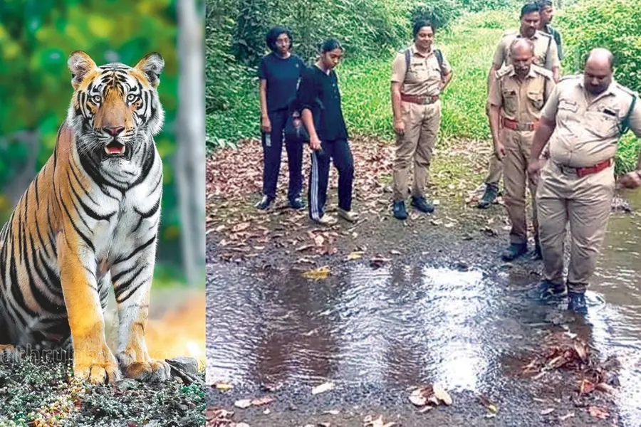 കടുവാ സെന്സസ് ആദ്യഘട്ടം പൂര്ത്തിയായി; രണ്ടാംഘട്ടം ഫെബ്രുവരിയില്