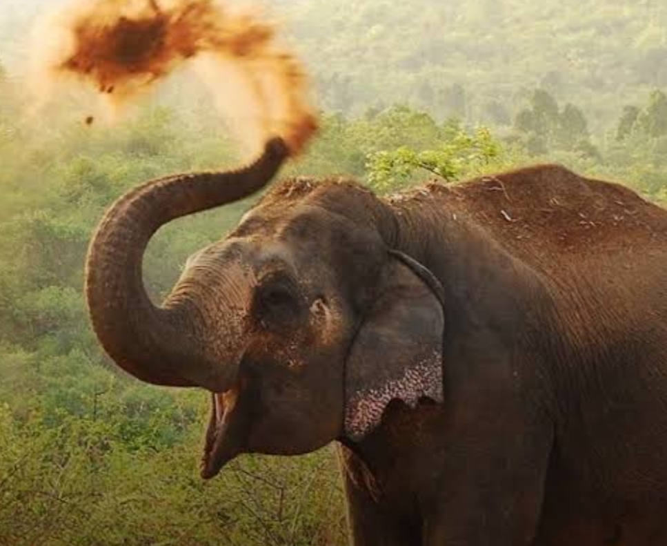 കാട്ടാനയുടെ ആക്രമണത്തിൽ യുവാവിന് പരിക്ക്