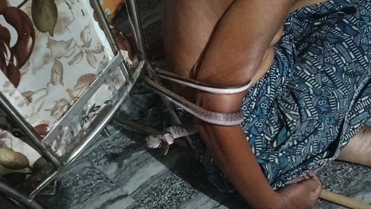 വിഷപ്പാമ്പ് വയോധികനെ ചുറ്റിവരിഞ്ഞ് കിടന്നത് നാലു മണിക്കൂര്‍; പക്ഷാഘാതം വന്നു തളര്‍ന്നയാളുടെ അത്ഭുത രക്ഷപ്പെടല്‍