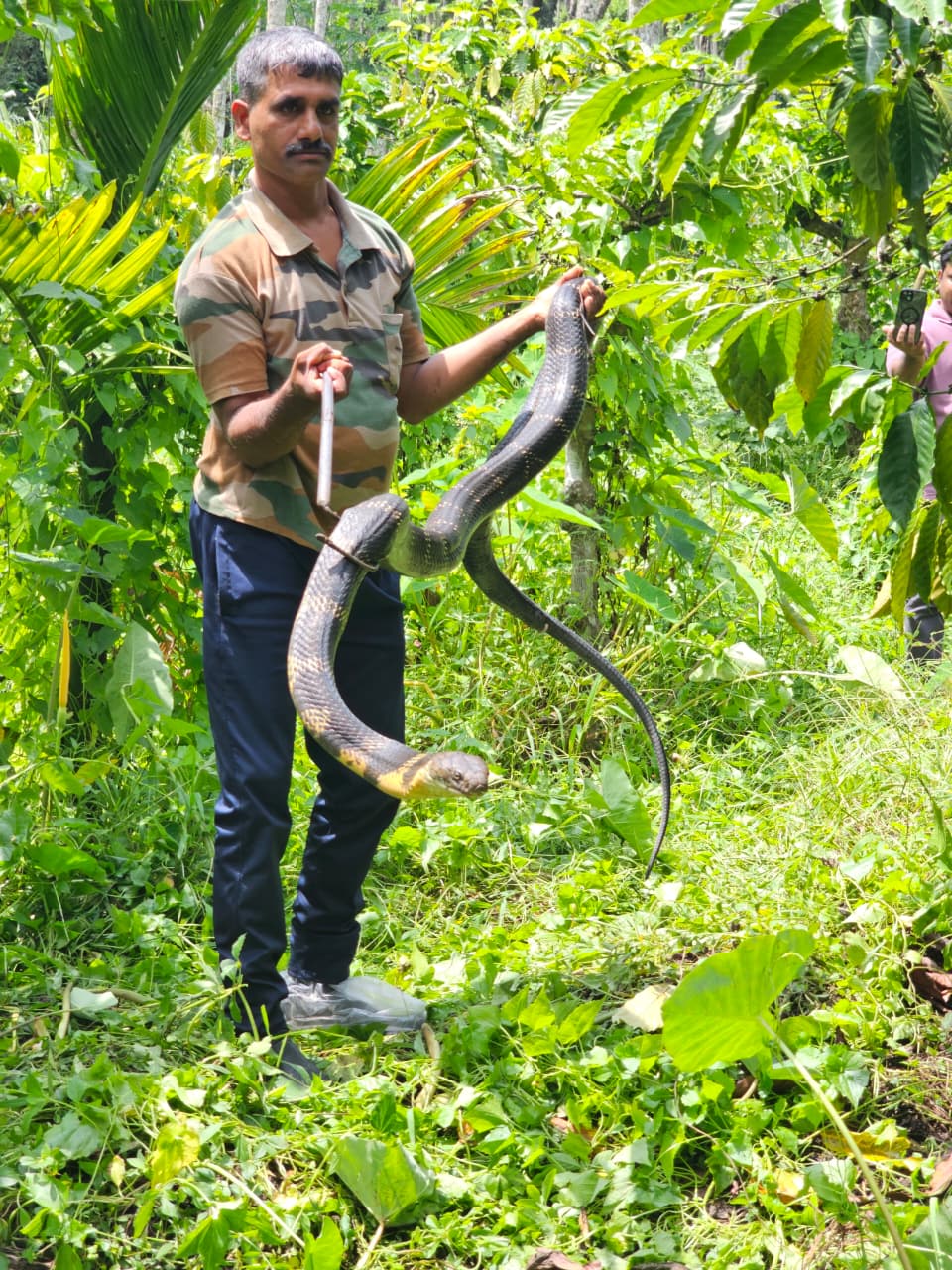 തോട്ടത്തിൽ നിന്നും രാജവെമ്പാലയെ പിടികൂടി