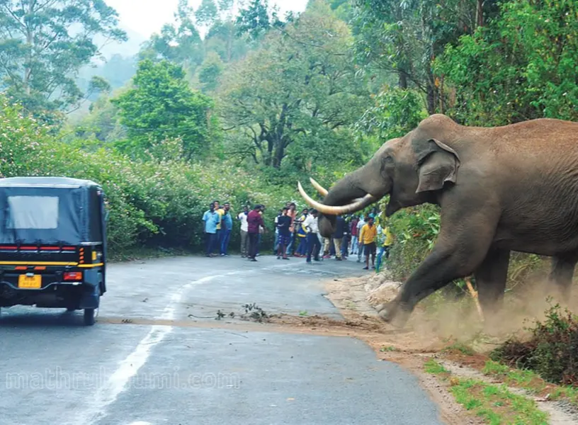 കാടിറങ്ങുന്ന വന്യജീവികൾ; തകരുന്ന കാർഷികമേഖലയും പൊലിയുന്ന മനുഷ്യജീവനും