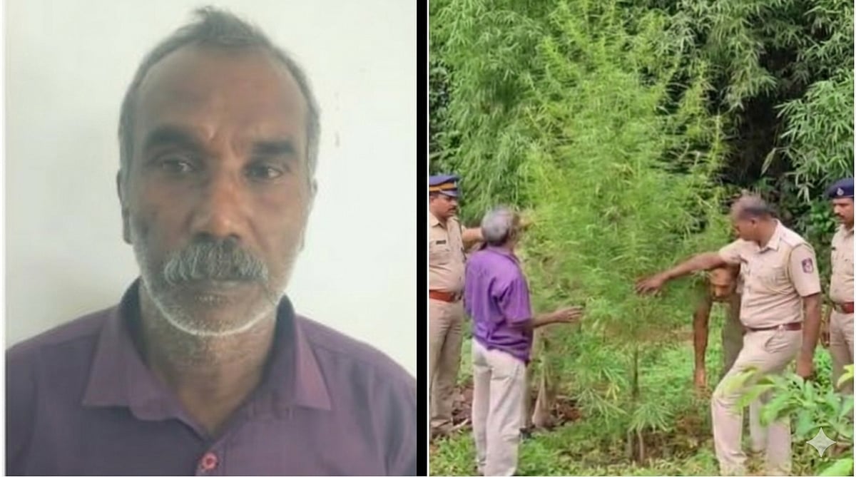 ‘വലിക്കാന് കിട്ടിയ കഞ്ചാവിലെ കുരുവില് നിന്നും മുളപ്പിച്ചെടുത്തു’; പുരടയിടത്തില് വളര്ത്തിയ കഞ്ചാവ് പിടികൂടി; സംഭവം വയനാട്ടിൽ