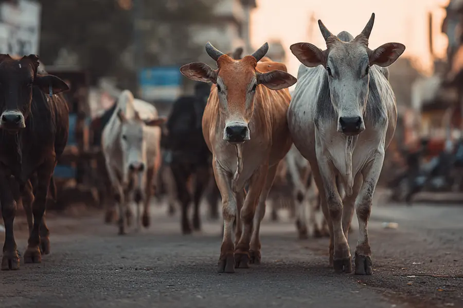 തെരുവിൽ അലഞ്ഞുനടക്കുന്ന കന്നുകാലിയുടെ ആക്രമണത്തിൽ ബിജെപി വനിതാ നേതാവിന് ഗുരുതരപരിക്ക്; സംഭവം ഡൽഹിയിൽ