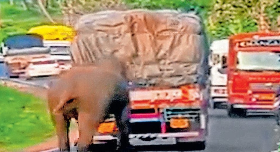 ഊട്ടി–മൈസൂരു ദേശീയ പാതയിൽ സ്ഥിരമായി ആനയുടെ ‘ഫൂഡ് ചെക്കിങ്’; യാത്രക്കാർ ആശങ്കയിൽ