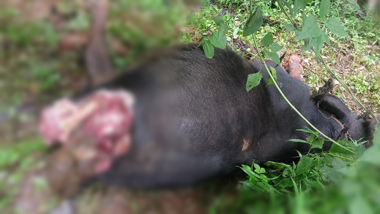 കടുവ ആക്രമണം;രണ്ട് പോത്തുകളെ കൊന്ന് തിന്നു