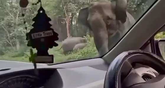 കാറിനുനേരെ പാഞ്ഞടുത്ത് കാട്ടാന; തലനാരിഴയ്ക്ക് രക്ഷപ്പെട്ട് വൈദികനും കുടുംബവും