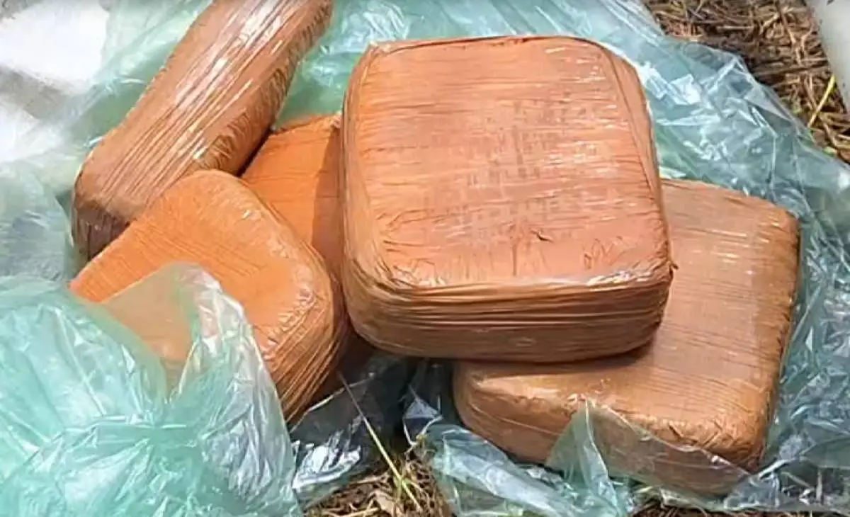 ചാക്കിൽ കെട്ടി പൊന്തക്കാട്ടിൽ ഒളിപ്പിച്ചു; കുന്ദമംഗലത്ത് 12 കിലോ കഞ്ചാവ് പിടികൂടി പോലീസ്