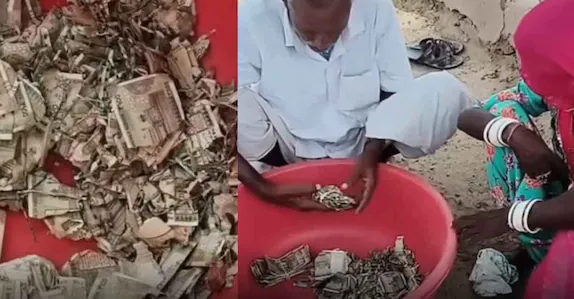 മോഷണം ഭയന്ന് പാടത്ത് കുഴിച്ചിട്ടത് 5 ലക്ഷം രൂപ, സ്ഥലം മറന്നു; ഒരു വർഷത്തിനു ശേഷം കണ്ടെത്തിയത് ചിതലരിച്ച നോട്ടുകൾ