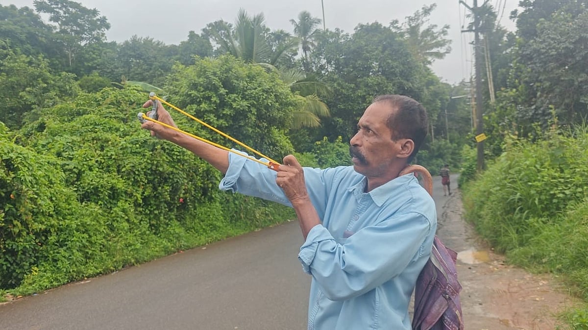 കാക്കകളെ പേടിച്ച് ഹെൽമറ്റും കുടയും കവണയുമായി നാട്ടുകാർ; പയ്യമ്പള്ളിയിൽ തലവേദനയായി ‘കാക്ക വേട്ട’
