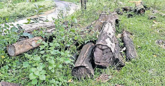 ‘അടുപ്പ് പുകയ്ക്കാനുള്ള ചുള്ളിവിറക് നൽകില്ല’; പാതയോരത്ത് കിടന്നു നശിക്കുന്നത് ലക്ഷങ്ങൾ വിലയുള്ള മരങ്ങൾ