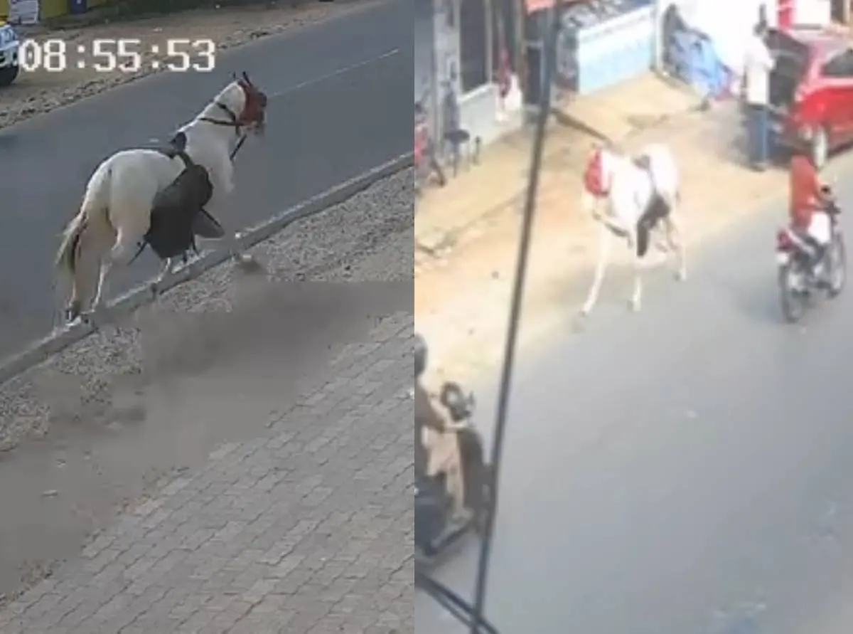 കുതിര നിയന്ത്രണംവിട്ട് റോഡിലൂടെ ഓടി; ഒരാൾക്ക് പരിക്ക്, വാഹനങ്ങൾക്ക് കേടുപാട്