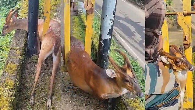 കേഴമാൻ ഗെയ്റ്റിൽ കുടുങ്ങിക്കിടന്നത് ഒന്നര മണിക്കൂർ; രക്ഷകരായി വനപാലകർ